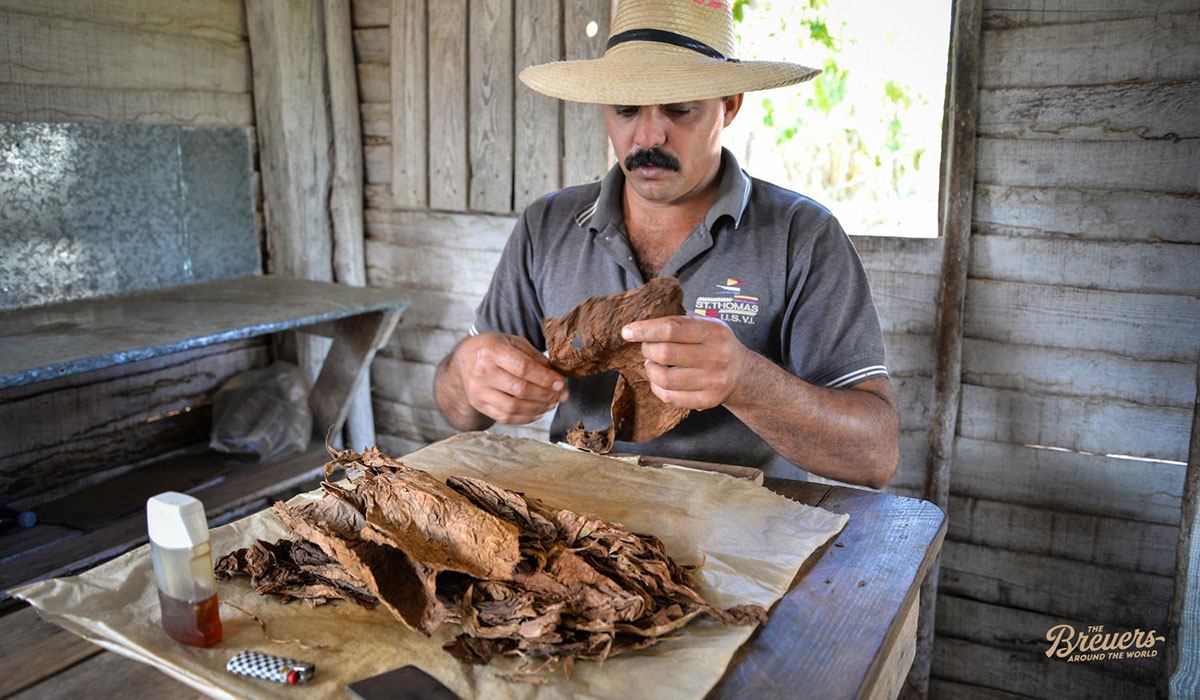 Tabak-Bauer beim Drehen von kubanischen Zigarren