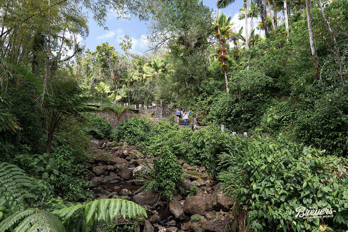 El Yunque Regenwald Puerto Rico