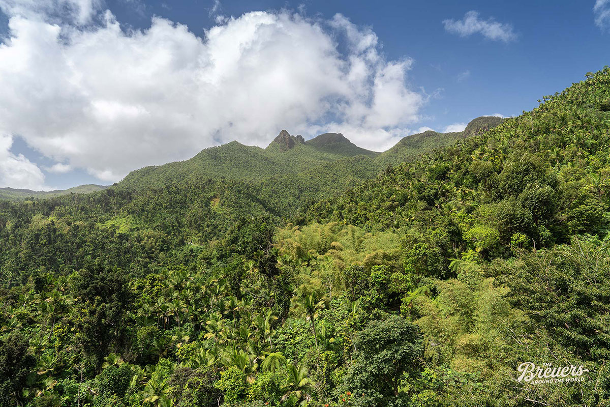 Dichter Dschungel im El Yunque Regenwald