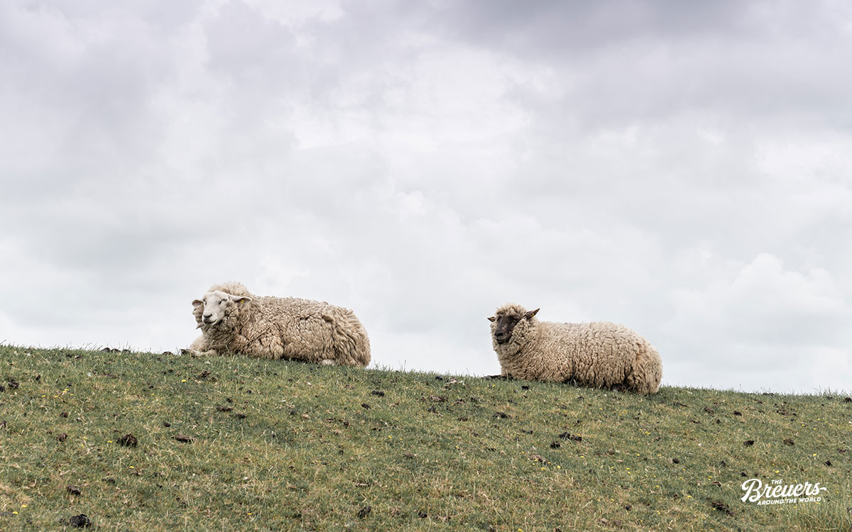 Schafe auf dem Deich beim Leuchtturm Westerheversand