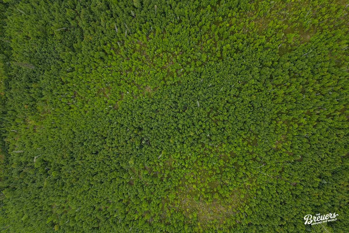 Wälder auf dem Top of the World Highway in Alaska