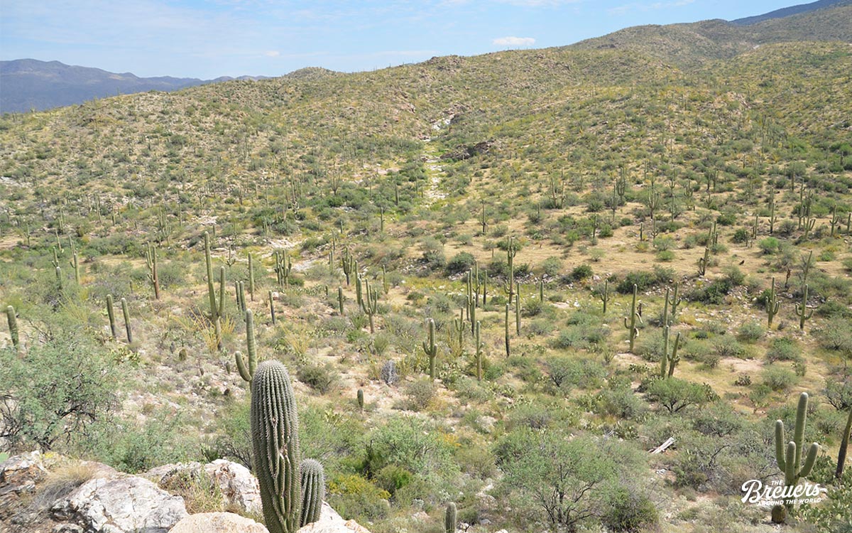 Saguaro Nationalpark in Arizona