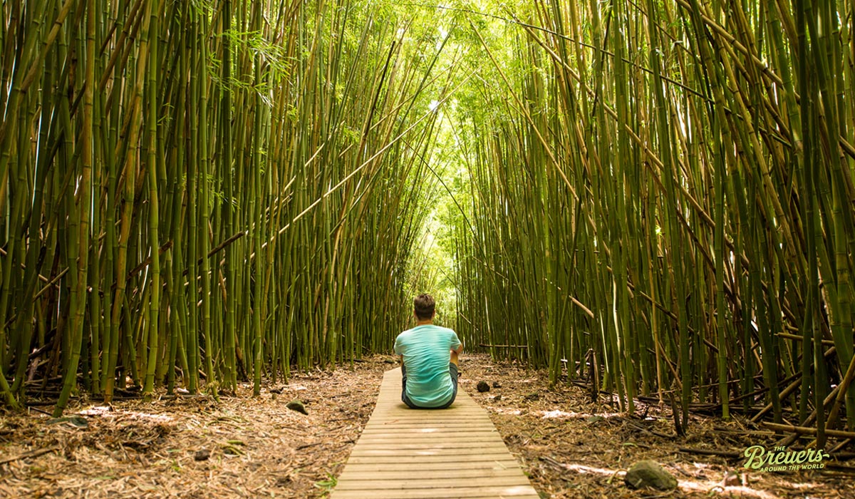 Dichter Bambuswald im Hana Forest auf Maui