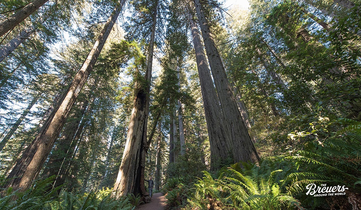 Bis zu 120 Meter hohe Bäume in den Redwoods von Kalifornien