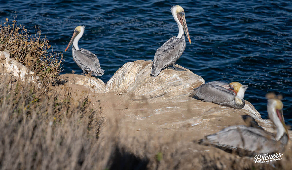 Pelikane auf den Felsen von La Jolla in Kalifornien