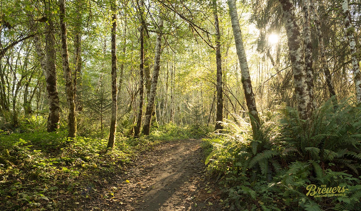 Der Hoh Rain Forest in Washington lädt für lange Spaziergänge ein