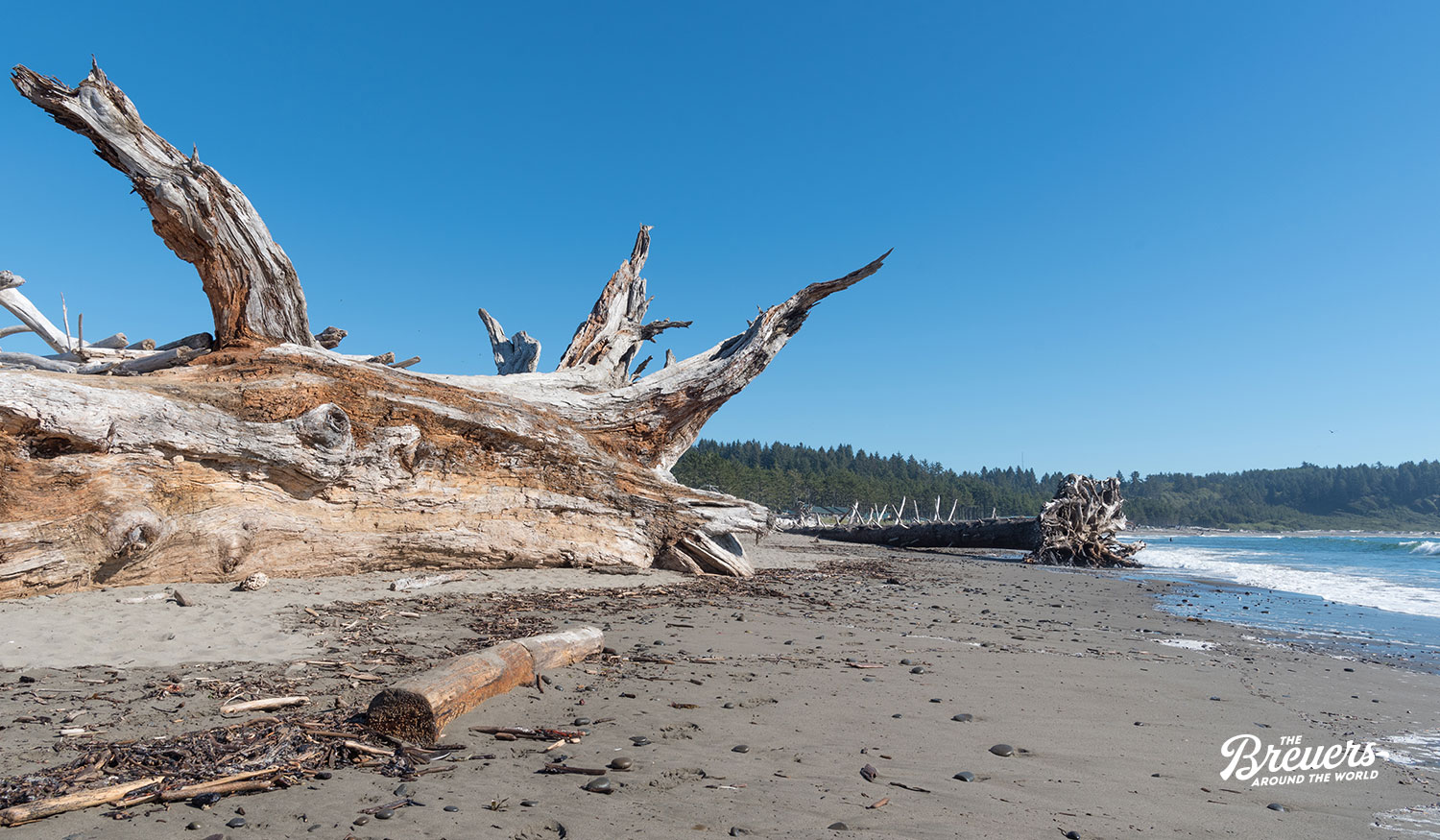 Treibholz am Strand von La Push in Washington State