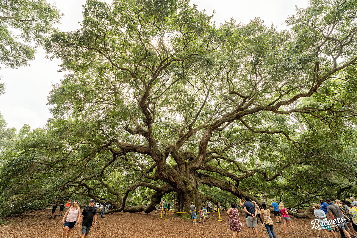 Angel Oak Tree in Charleston
