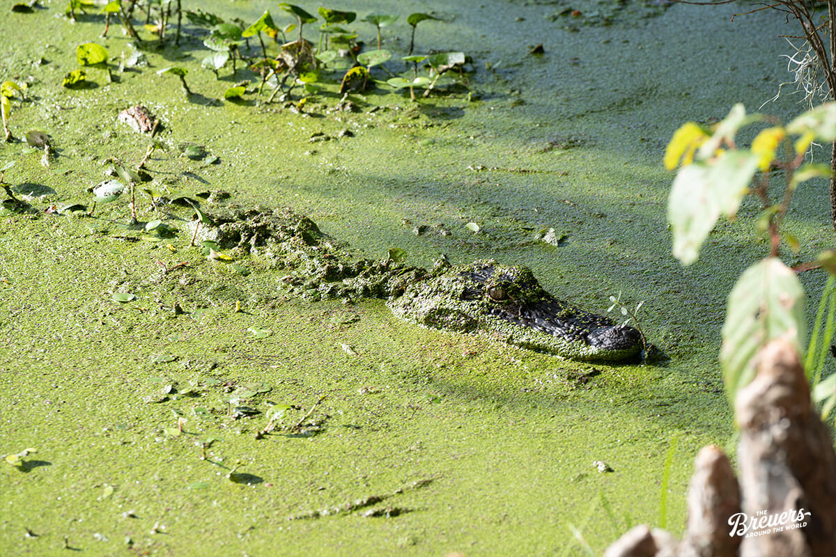 Alligator im Audubon Swamp