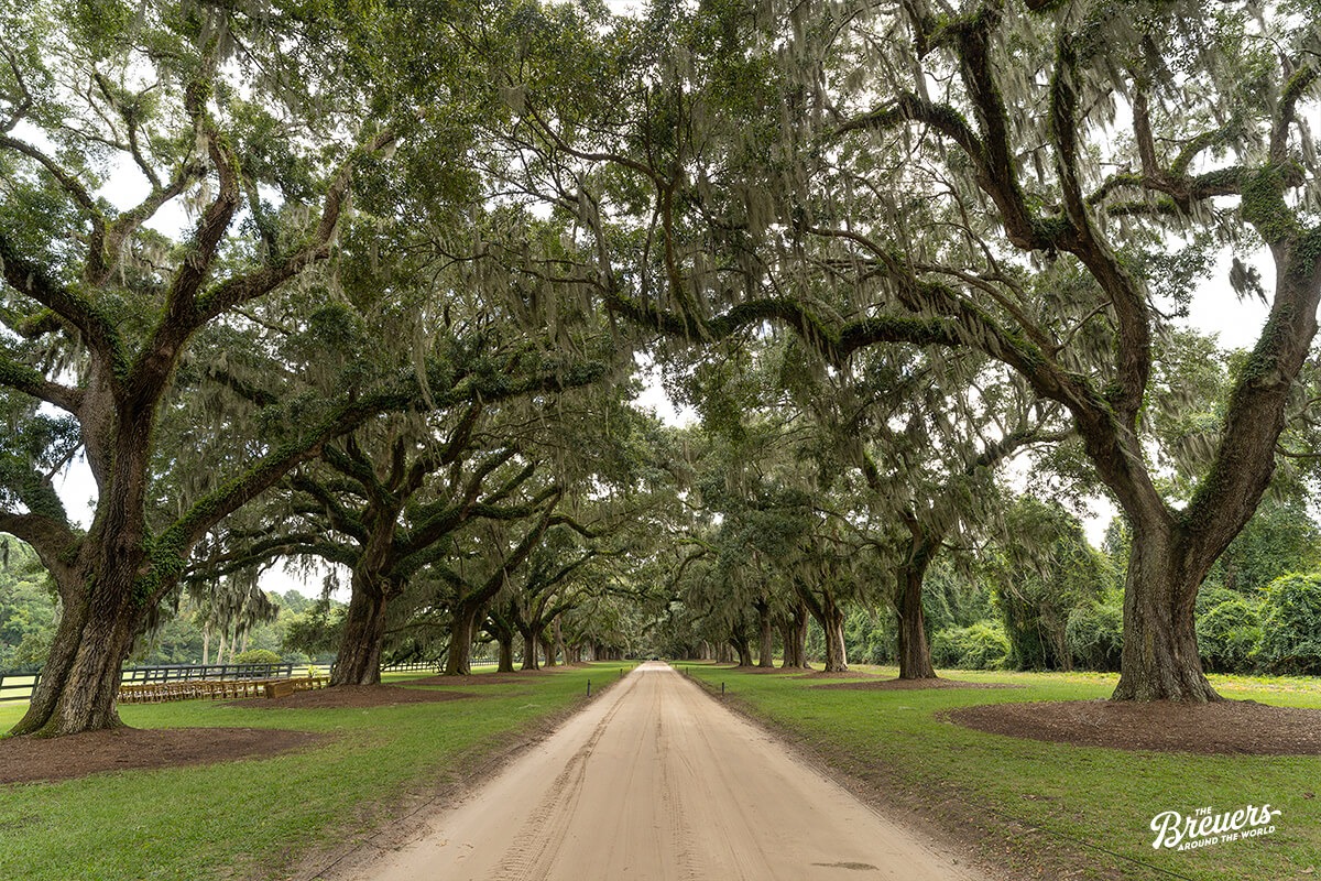 Avenue of the Oaks auf der Boone Hall Plantation in Charleston