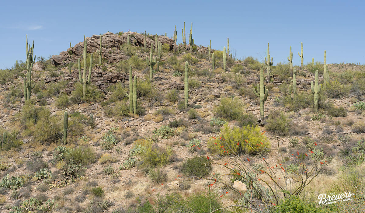Saguaro Kakteen auf dem Apache Trail bei Scottsdale Arizona