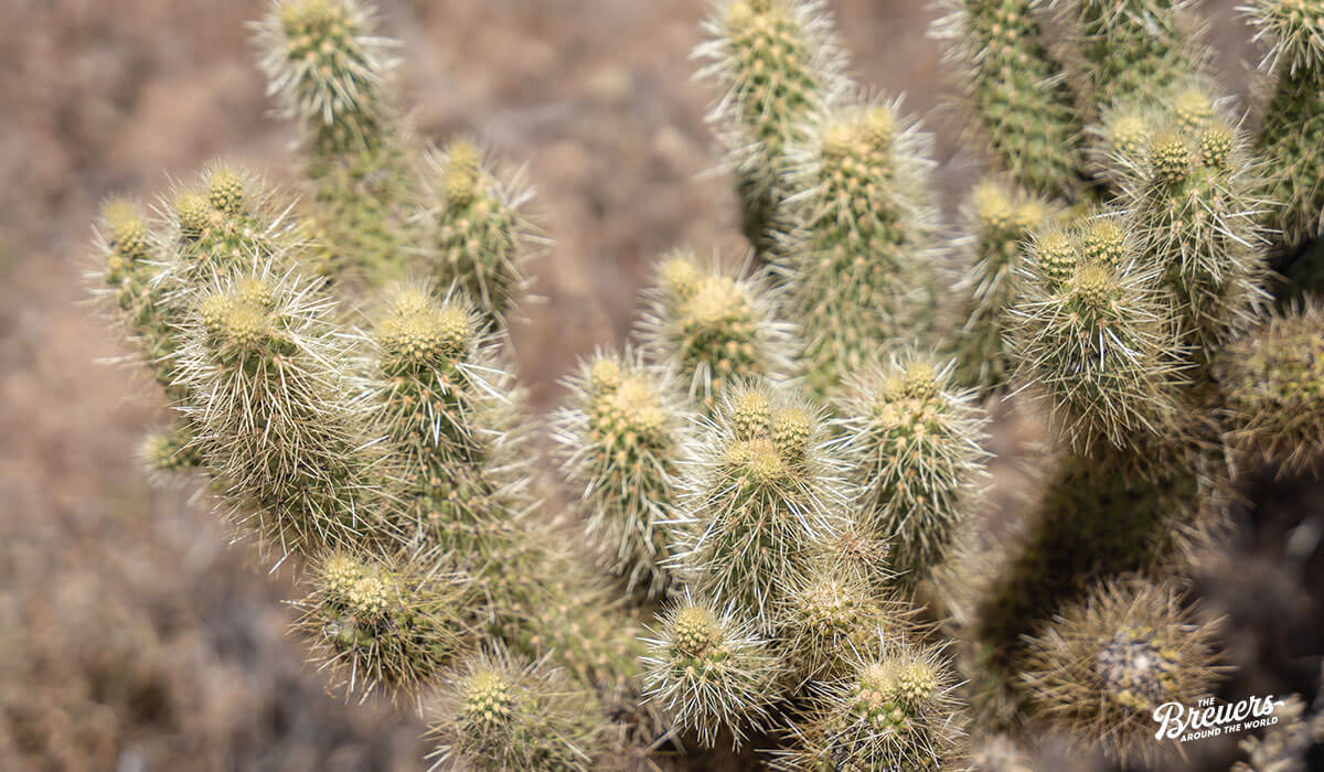 Cholla Cactus im Desert Botanical Garden in Phoenix
