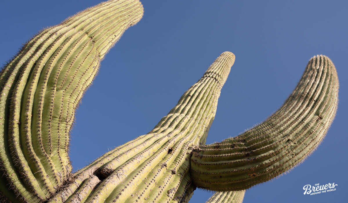 Saguaro Kakteen im Desert Botanical Garden in Phoenix
