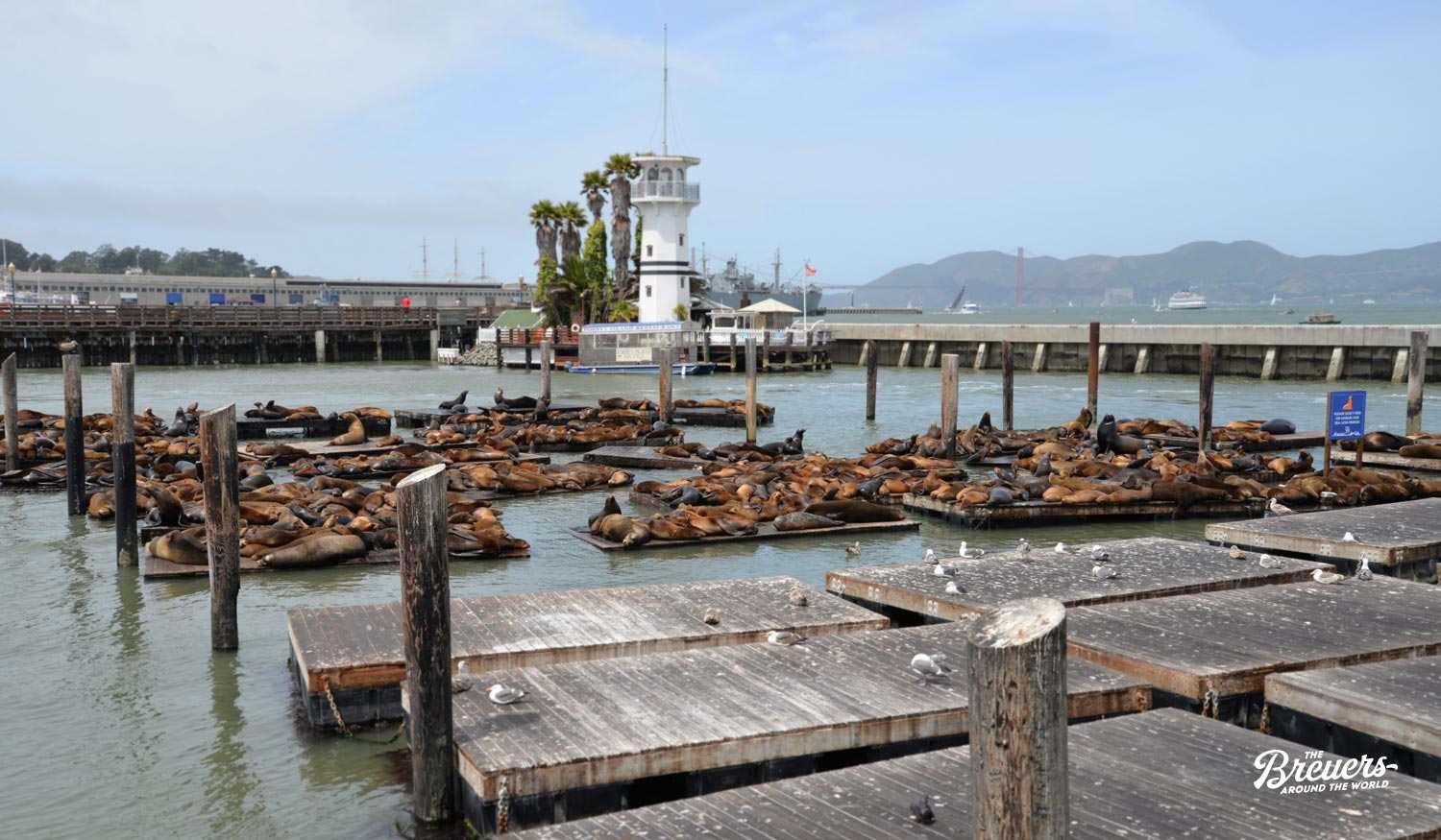Seelöwen in Fishermen's Wharf von San Francisco