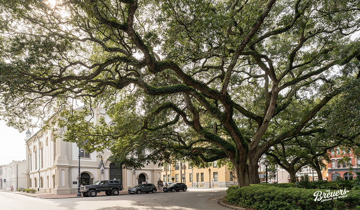 Eichen in den Straßen von Savannah