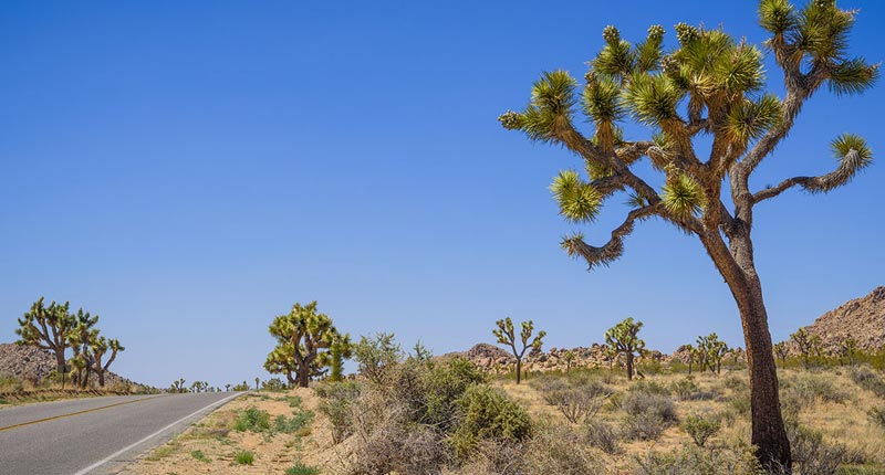 Reisebericht Joshua Tree Nationalpark Kalifornien USA