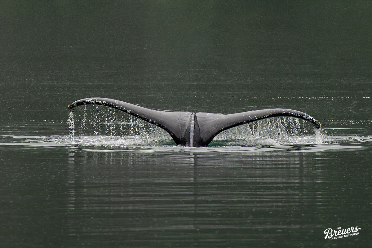 Finnwal auf der Bootstour im Kenai Fjords Nationalpark