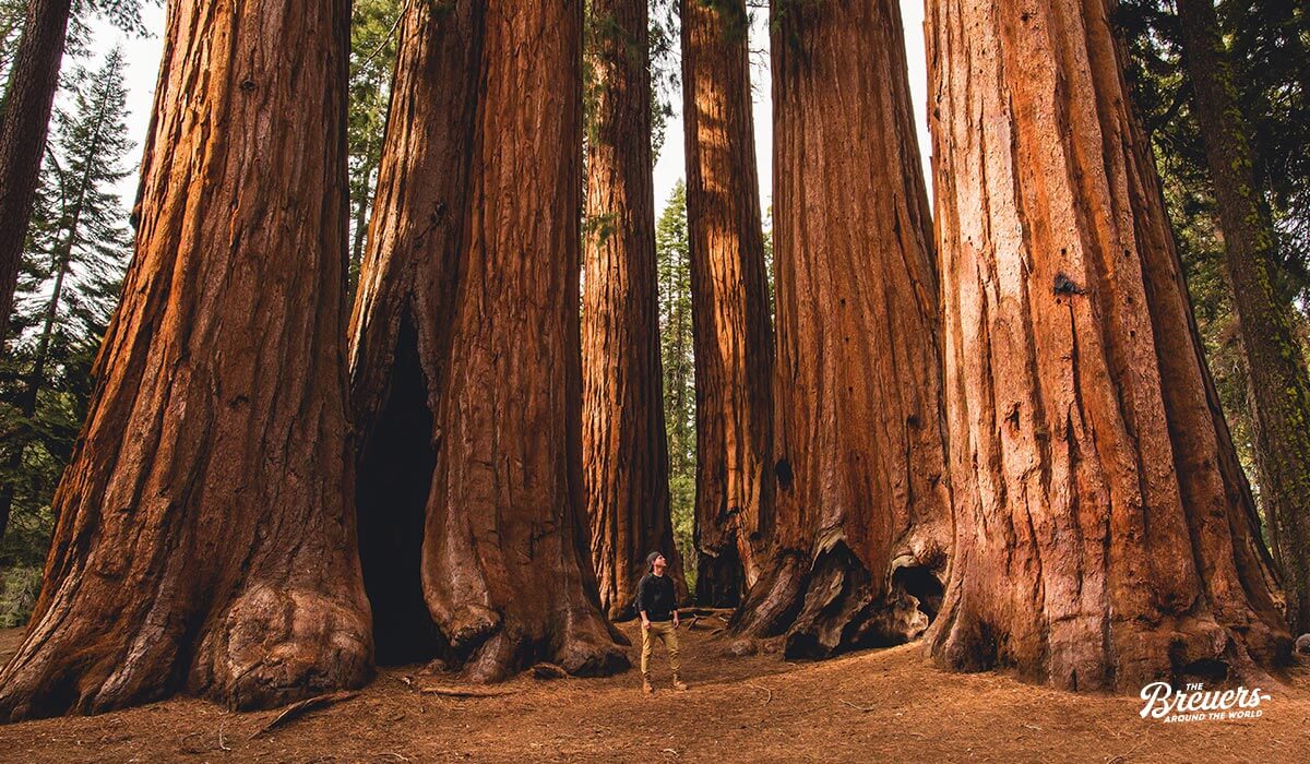 Big Trees Trail im Sequoia Nationalpark