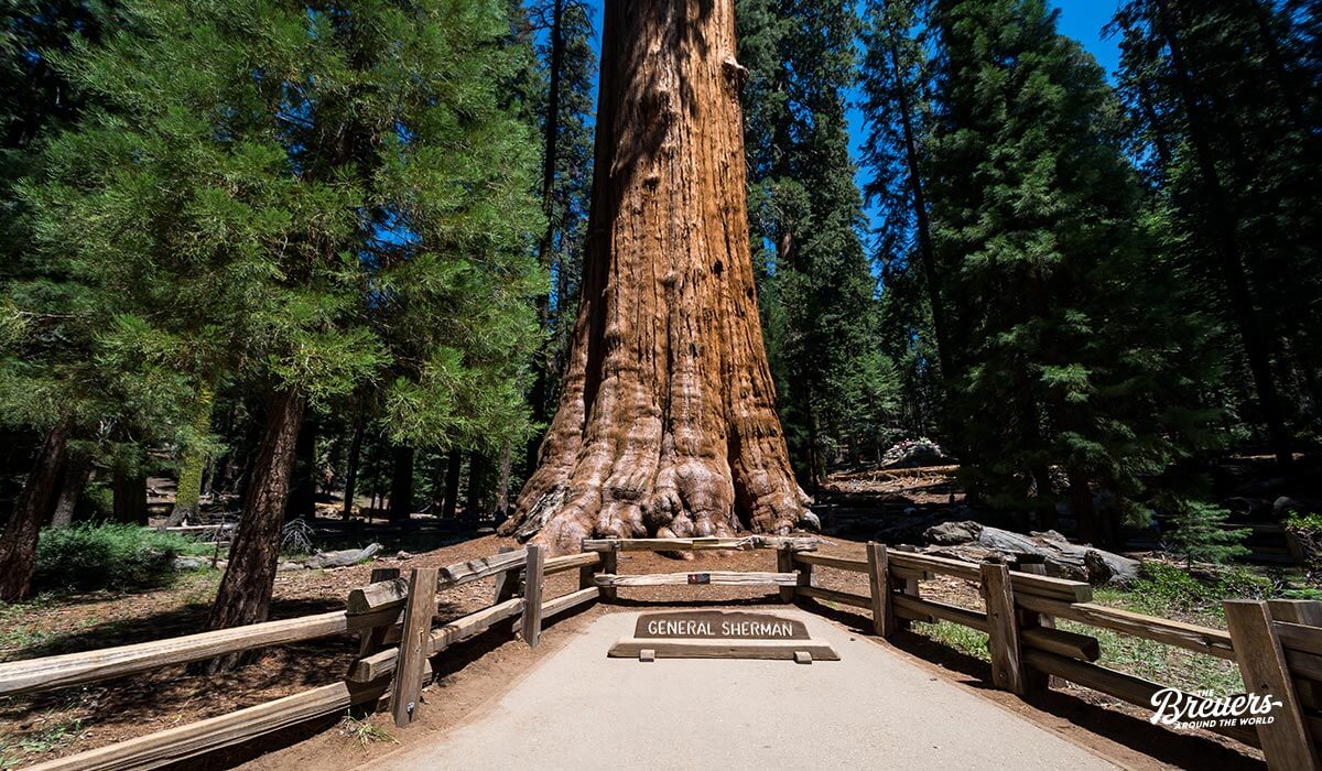 General Sherman Tree im Sequoia Nationalpark