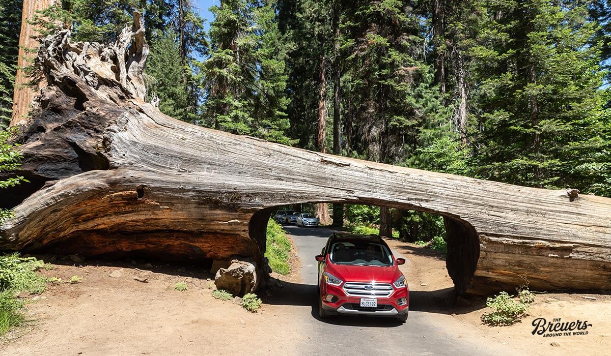 Autos fahren durch den Tunnel Log im Sequoia Nationalpark