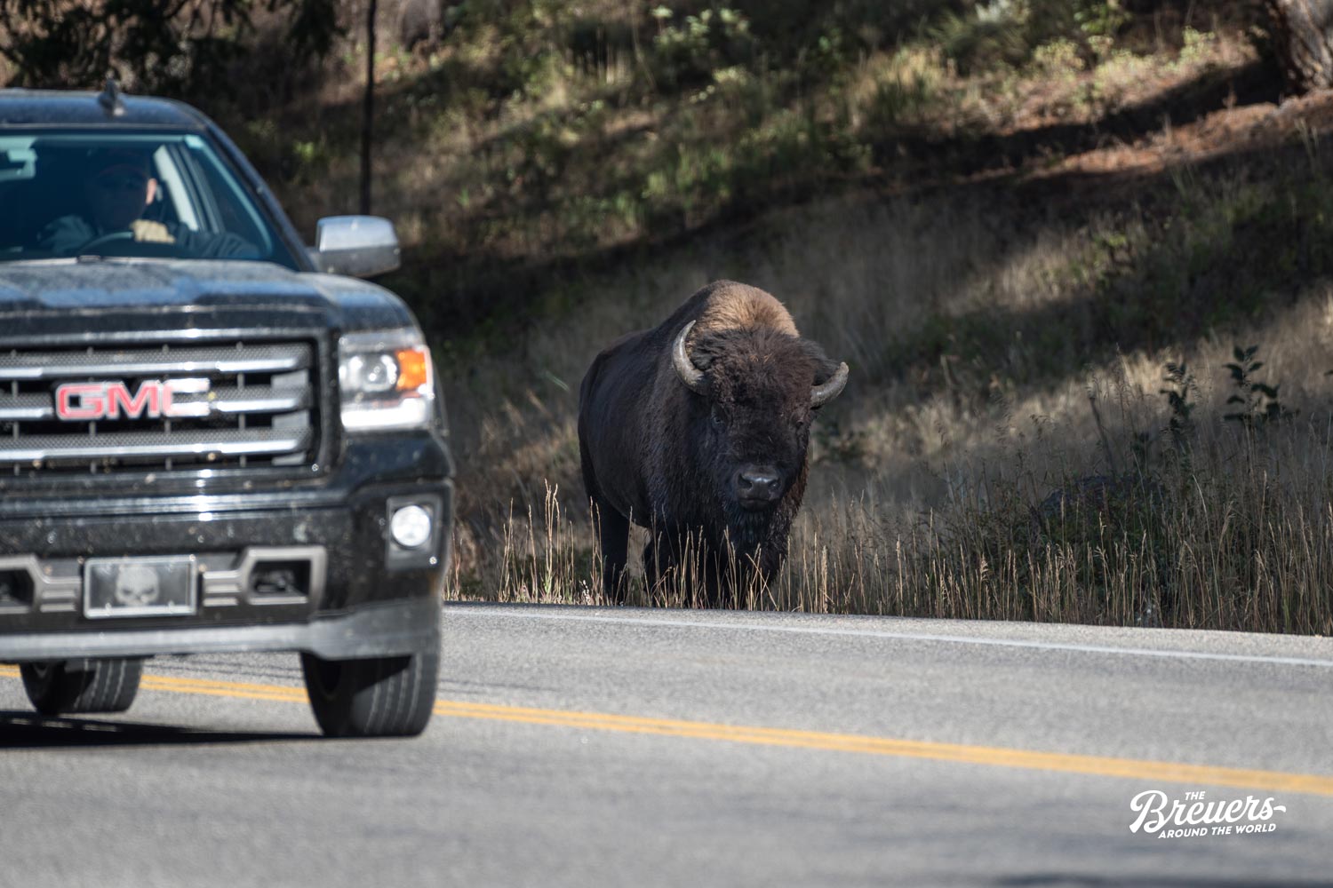 Buffalo neben einem Auto im Yellowstone Nationalpark