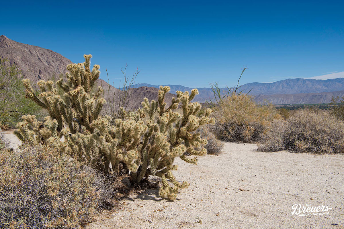 Coachella Kaktus im Anza Borrego State Park in Kalifornien