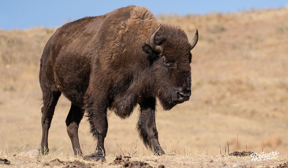 Bison auf der Wildlife Loop Road im Custer State Park