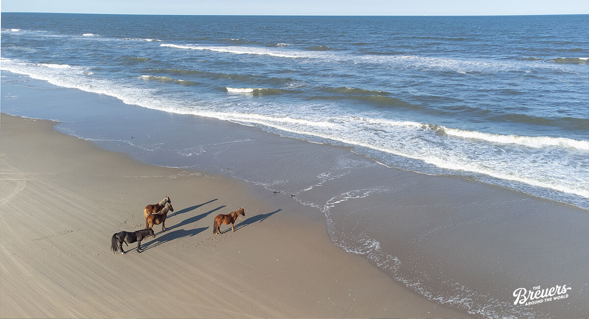 Wilde Mustangs am Corolla Beach auf den Outer Banks