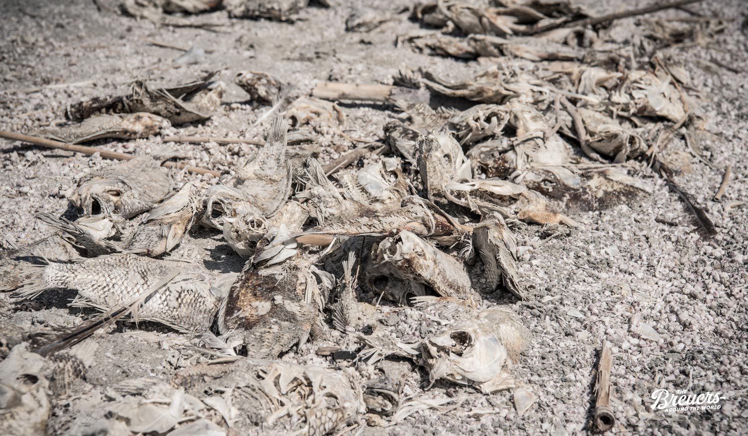 Tote Fische am Strand der Salton Sea